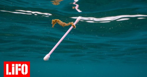 1470608_aporrimmata-thalassa-thermaikos-2